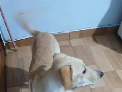 Cachorro raça SRD-ViraLata idade 7 a 11 meses nome LUKE 