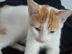 Gato raça SRD-ViraLata idade 7 a 11 meses nome Tom