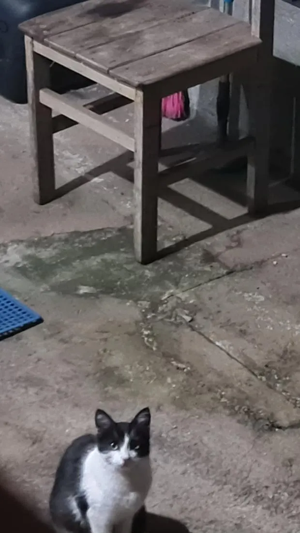 Gato raça SRD-ViraLata idade 2 a 6 meses nome Nina Maria