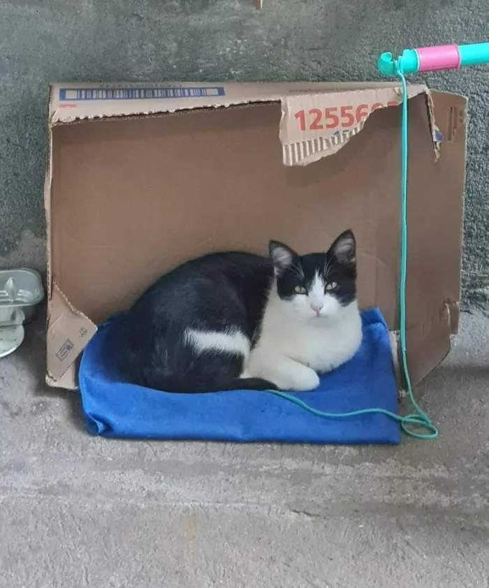 Gato raça SRD-ViraLata idade 2 a 6 meses nome Nina Maria