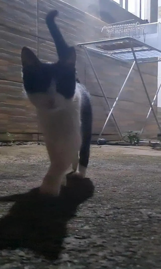 Gato raça SRD-ViraLata idade 2 a 6 meses nome Nina Maria