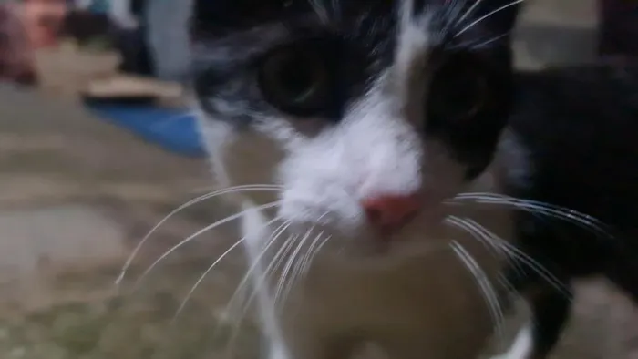 Gato raça SRD-ViraLata idade 2 a 6 meses nome Nina Maria