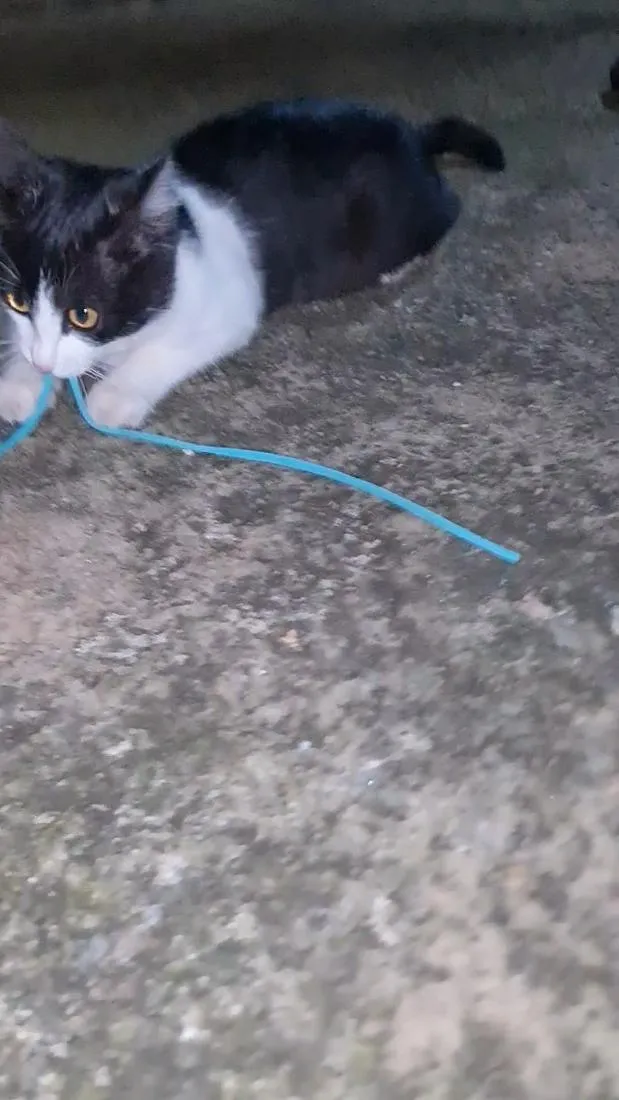 Gato raça SRD-ViraLata idade 2 a 6 meses nome Nina Maria