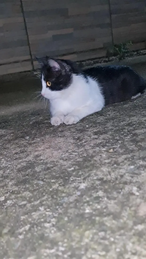 Gato raça SRD-ViraLata idade 2 a 6 meses nome Nina Maria