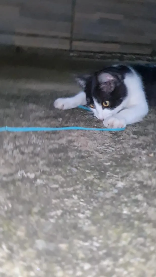 Gato raça SRD-ViraLata idade 2 a 6 meses nome Nina Maria