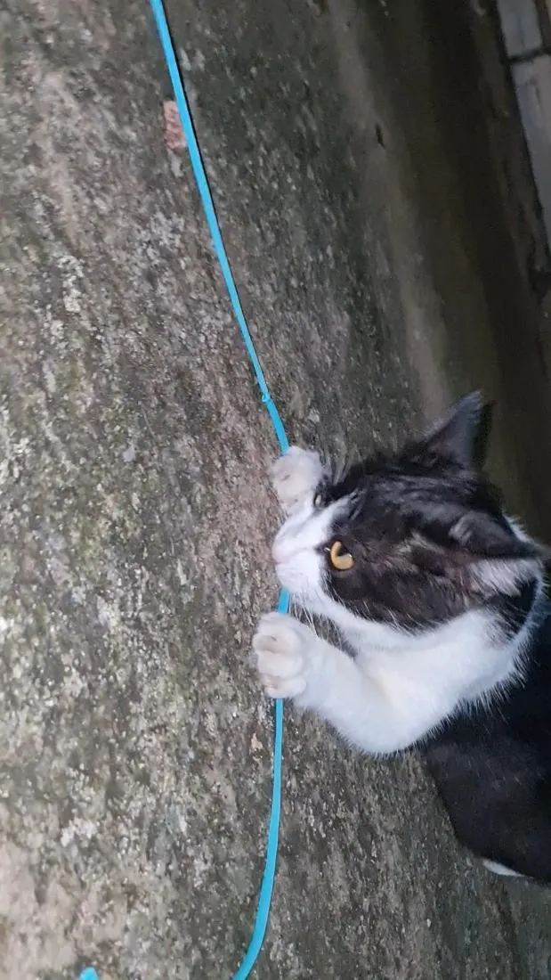 Gato raça SRD-ViraLata idade 2 a 6 meses nome Nina Maria