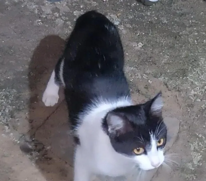 Gato raça SRD-ViraLata idade 2 a 6 meses nome Nina Maria