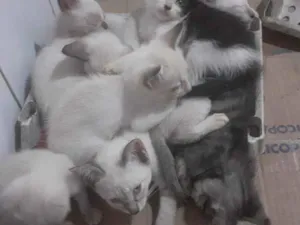 Gato raça Siamês idade 2 a 6 meses nome Gatos siameses,  preto e branco tambem
