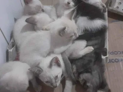 Gato raça Siamês idade 2 a 6 meses nome Gatos siameses,  preto e branco tambem