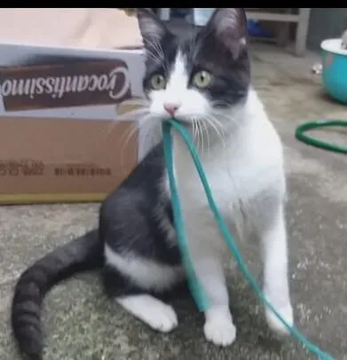 Gato raça SRD-ViraLata idade 2 a 6 meses nome Nina Maria