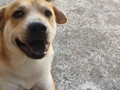Cachorro raça Labrador idade 4 anos nome Theo e leo