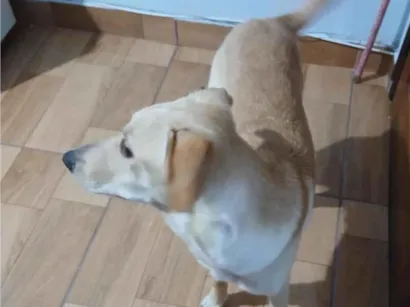 Cachorro raça SRD-ViraLata idade 7 a 11 meses nome LUKE 