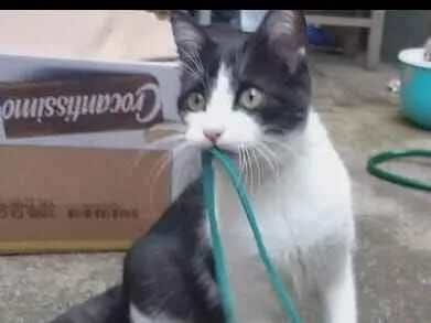 Gato raça SRD-ViraLata idade 2 a 6 meses nome Nina Maria