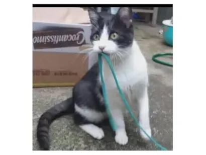 Gato raça SRD-ViraLata idade 2 a 6 meses nome Nina Maria