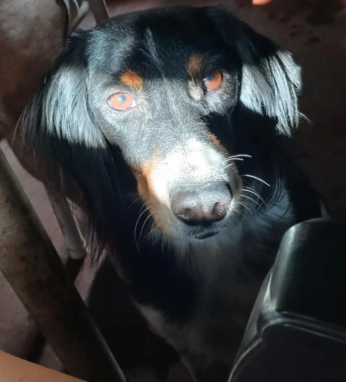 Cachorro raça SRD-ViraLata idade 4 anos nome Marry