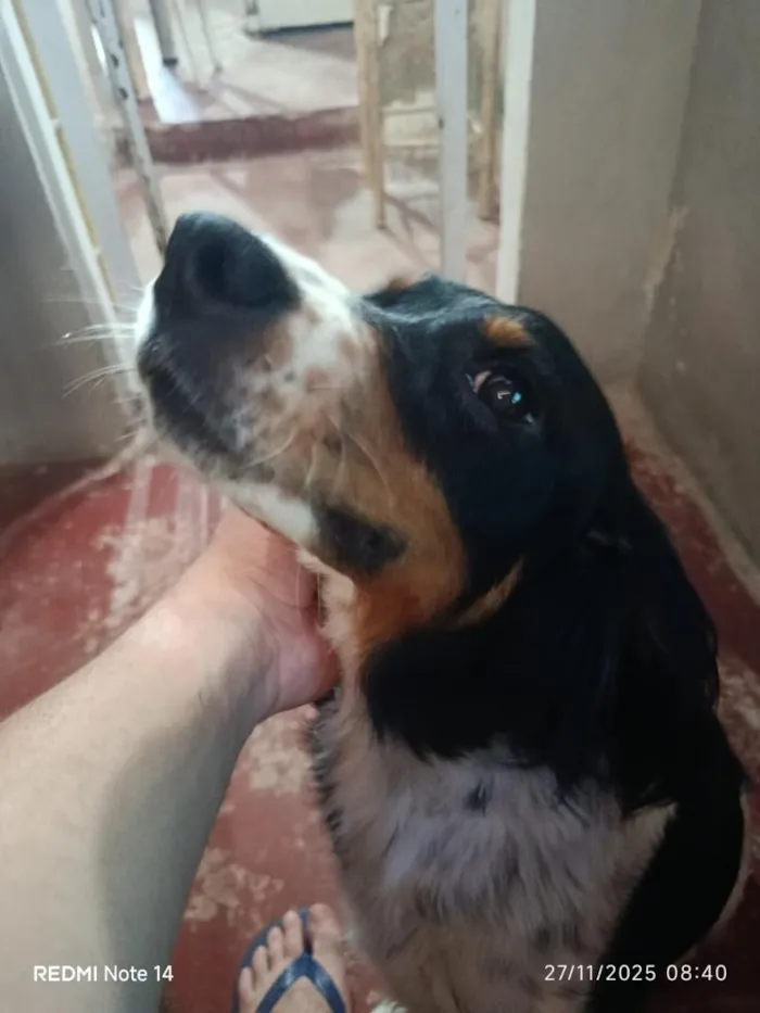 Cachorro raça SRD-ViraLata idade 4 anos nome Marry