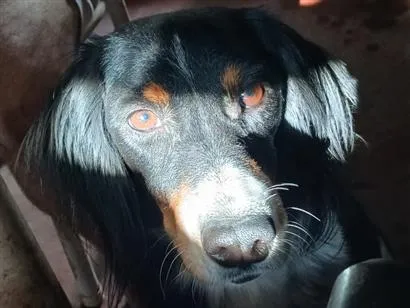 Cachorro raça SRD-ViraLata idade 4 anos nome Marry
