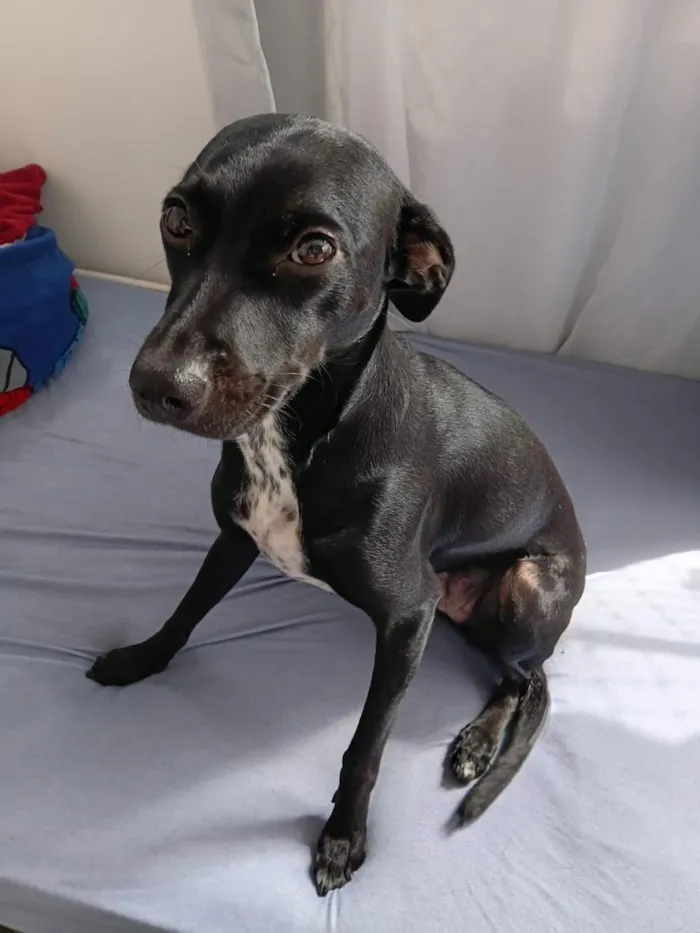 Cachorro raça SRD-ViraLata idade 1 ano nome Millu