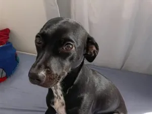 Cachorro raça SRD-ViraLata idade 1 ano nome Millu