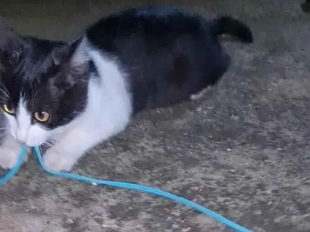 Gato raça SRD-ViraLata idade 2 a 6 meses nome Nina Maria