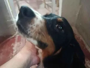 Cachorro raça SRD-ViraLata idade 4 anos nome Marry