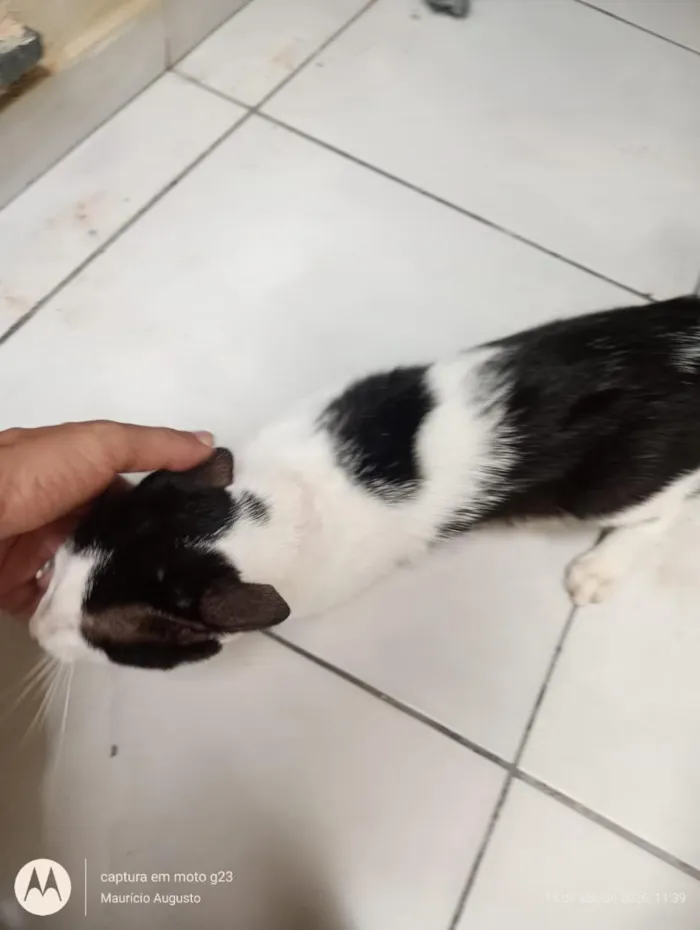 Gato raça SRD-ViraLata idade 1 ano nome Francisco