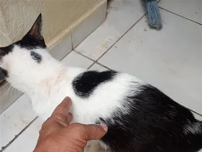 Gato raça SRD-ViraLata idade 1 ano nome Francisco