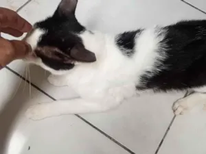 Gato raça SRD-ViraLata idade 1 ano nome Francisco