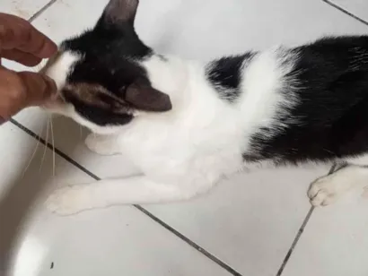 Gato raça SRD-ViraLata idade 1 ano nome Francisco