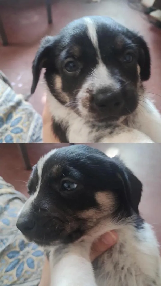 Cachorro raça SRD-ViraLata idade 2 a 6 meses nome não tem 