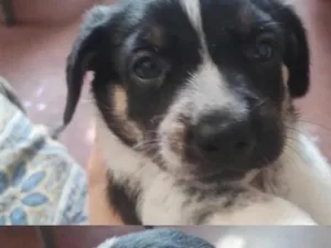 Cachorro raça SRD-ViraLata idade 2 a 6 meses nome não tem 