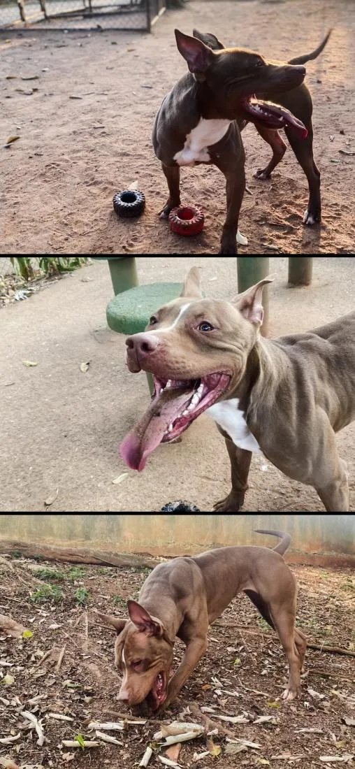 Cachorro raça Pit-Bull idade 7 a 11 meses nome Paçoca