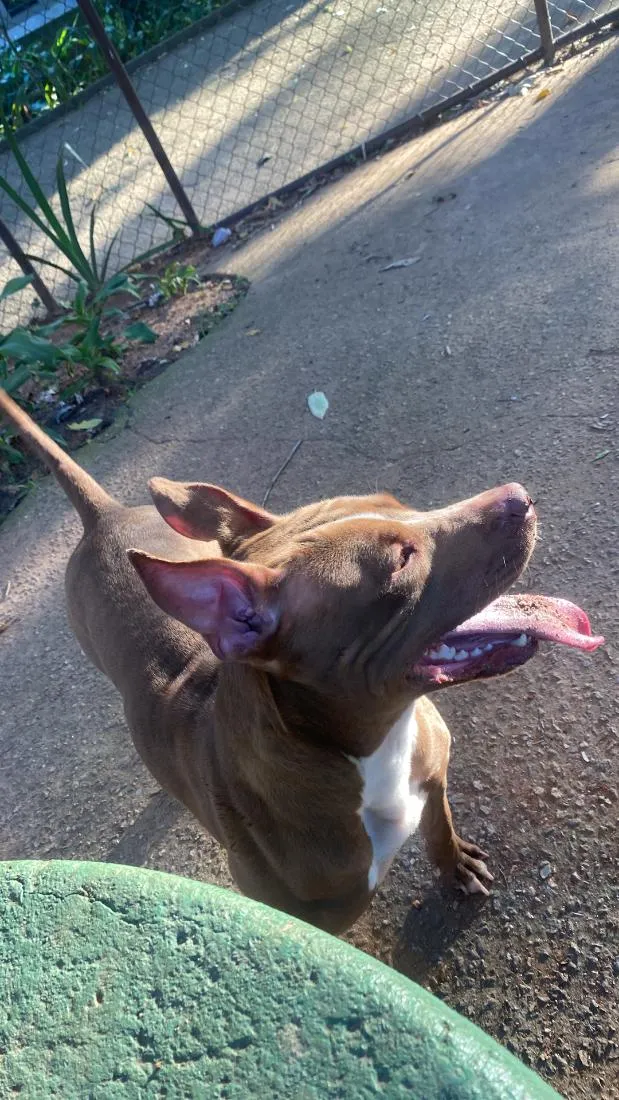 Cachorro raça Pit-Bull idade 7 a 11 meses nome Paçoca