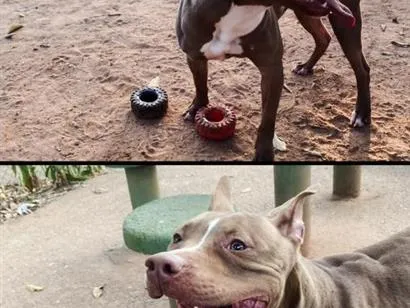 Cachorro raça Pit-Bull idade 7 a 11 meses nome Paçoca