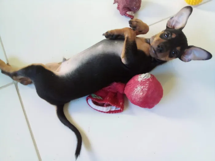 Cachorro raça Pinscher idade 5 anos nome Luke