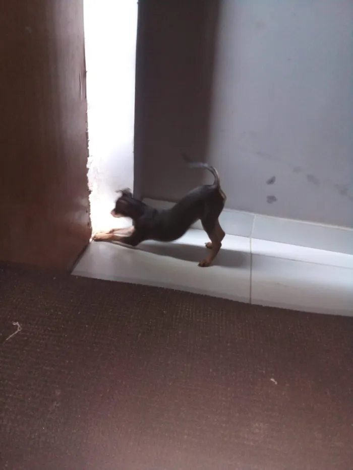Cachorro raça Pinscher idade 5 anos nome Luke