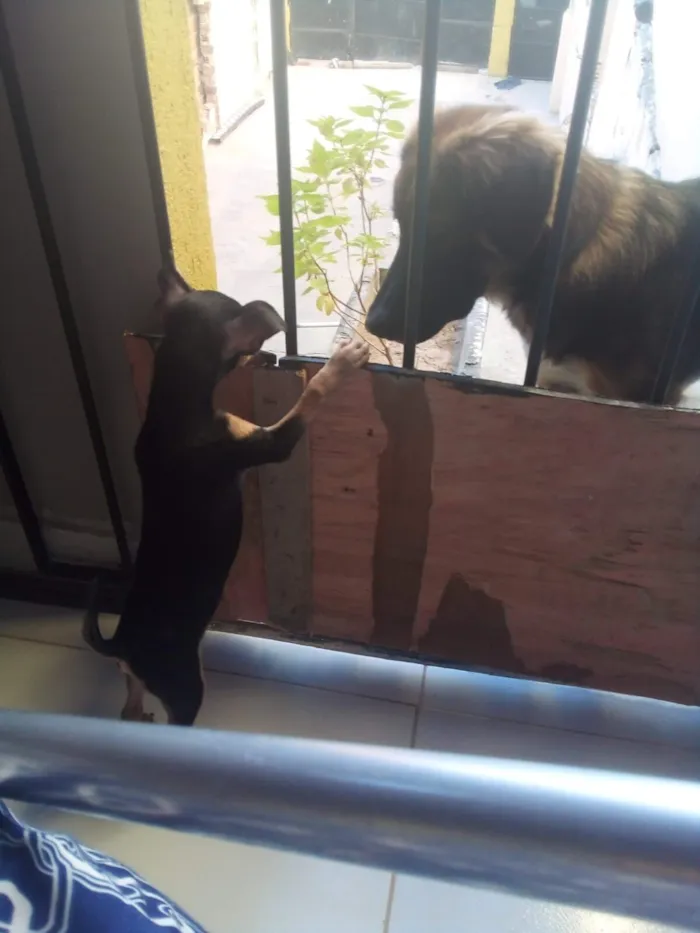 Cachorro raça Pinscher idade 5 anos nome Luke