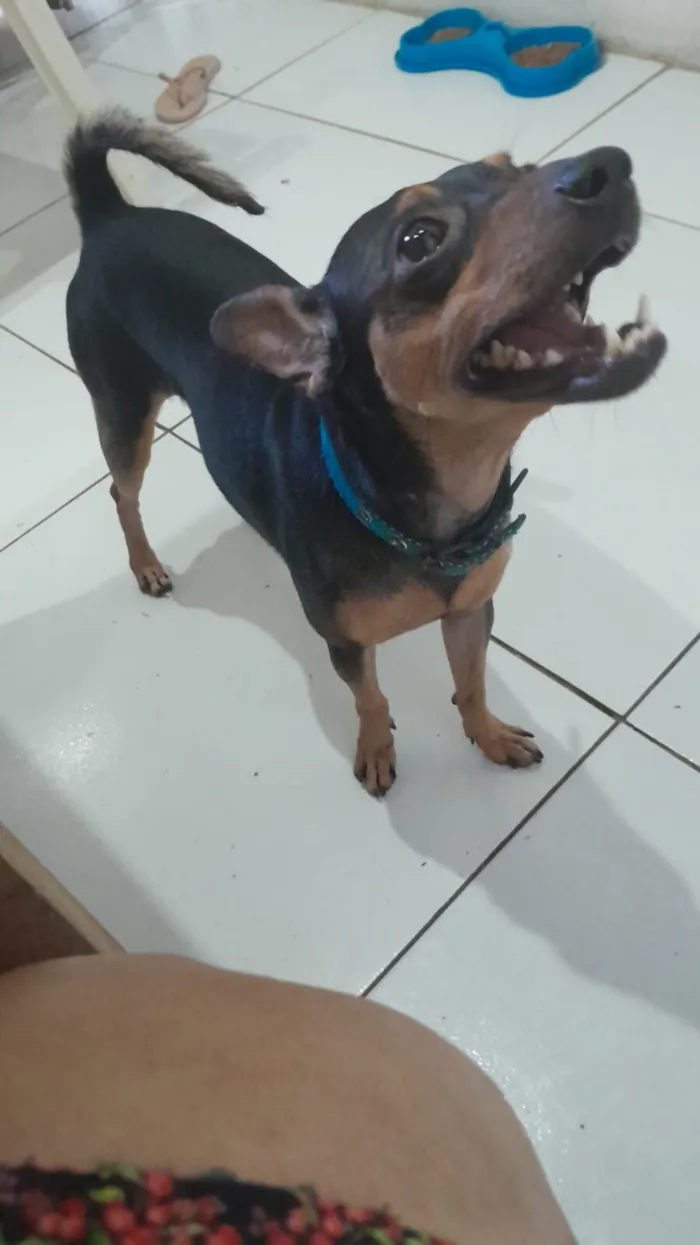 Cachorro raça Pinscher idade 5 anos nome Luke