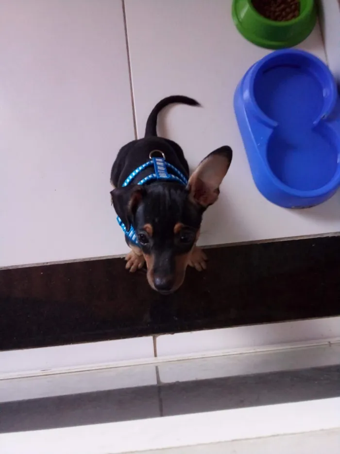 Cachorro raça Pinscher idade 5 anos nome Luke