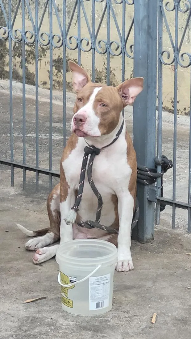 Cachorro raça SRD-ViraLata idade 1 ano nome Thor