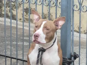 Cachorro raça SRD-ViraLata idade 1 ano nome Thor