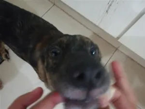 Cachorro raça SRD-ViraLata idade 1 ano nome Luna