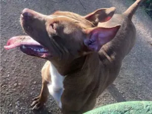 Cachorro raça Pit-Bull idade 7 a 11 meses nome Paçoca