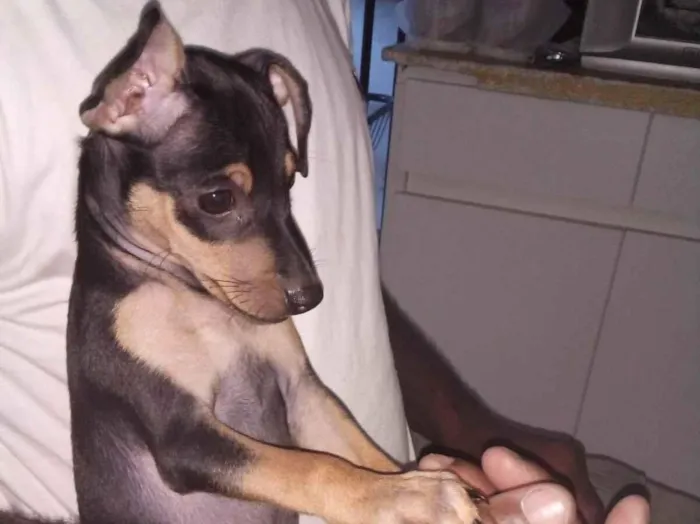 Cachorro raça Pinscher idade 5 anos nome Luke
