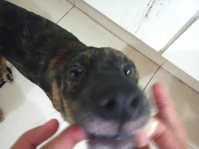 Cachorro raça SRD-ViraLata idade 1 ano nome Luna