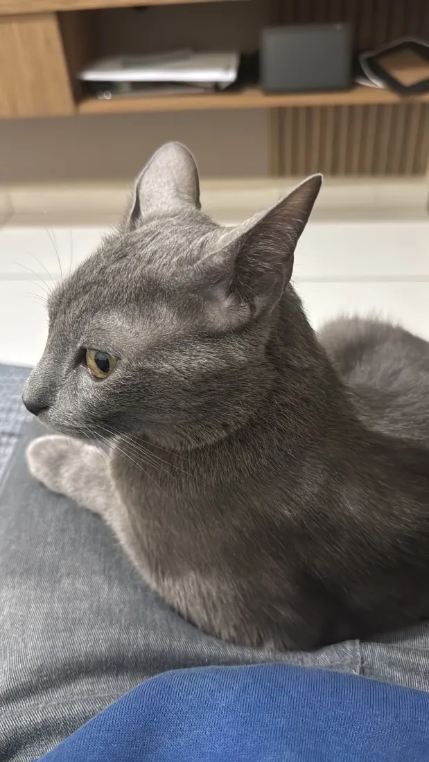 Gato raça SRD-ViraLata idade 1 ano nome Wolf