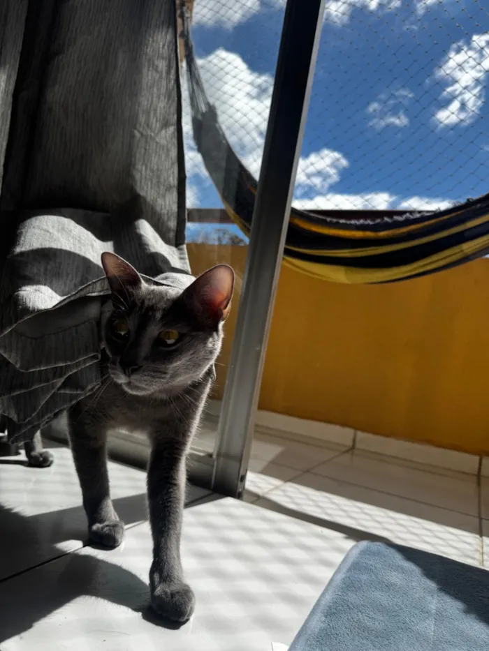 Gato raça SRD-ViraLata idade 1 ano nome Wolf