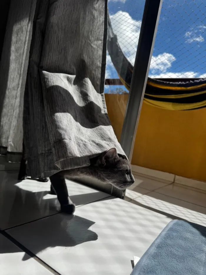 Gato raça SRD-ViraLata idade 1 ano nome Wolf