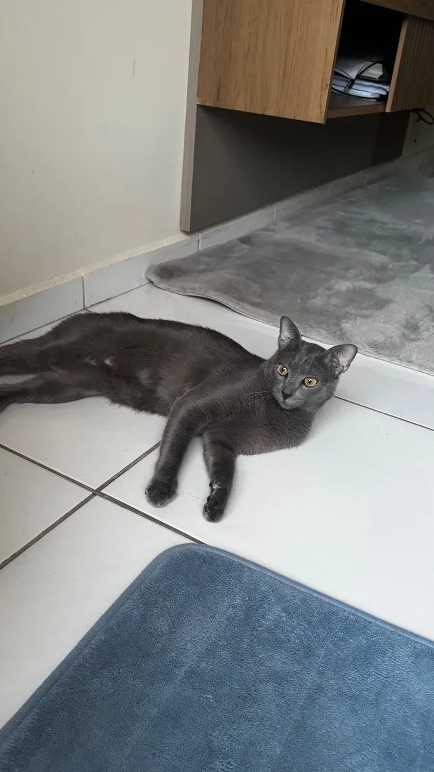 Gato raça SRD-ViraLata idade 1 ano nome Wolf