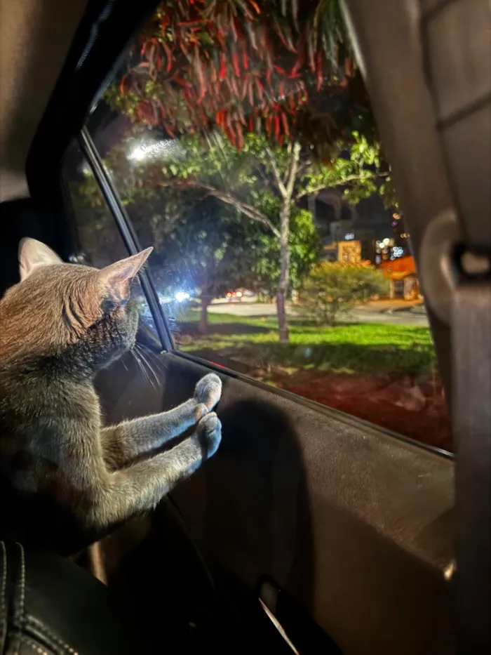 Gato raça SRD-ViraLata idade 1 ano nome Wolf